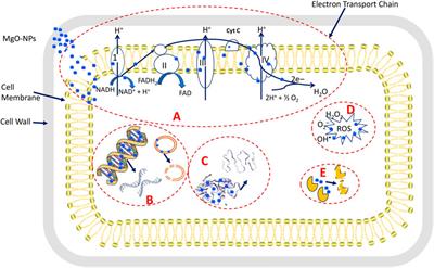 Enhanced Antimicrobial, Cytotoxicity, Larvicidal, and Repellence Activities of Brown Algae, Cystoseira crinita-Mediated Green Synthesis of Magnesium Oxide Nanoparticles